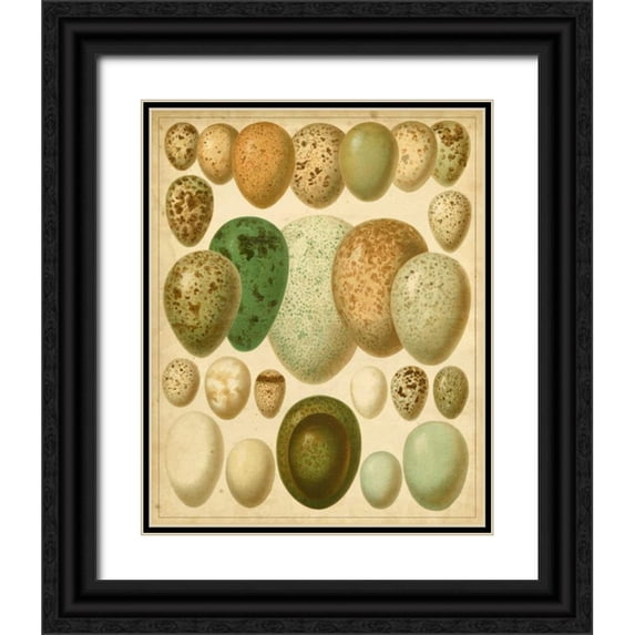 Meyers 15x18 Black Ornate Wood Framed with Double Matting Museum Art Print Titled - Vintage Bird Eggs II