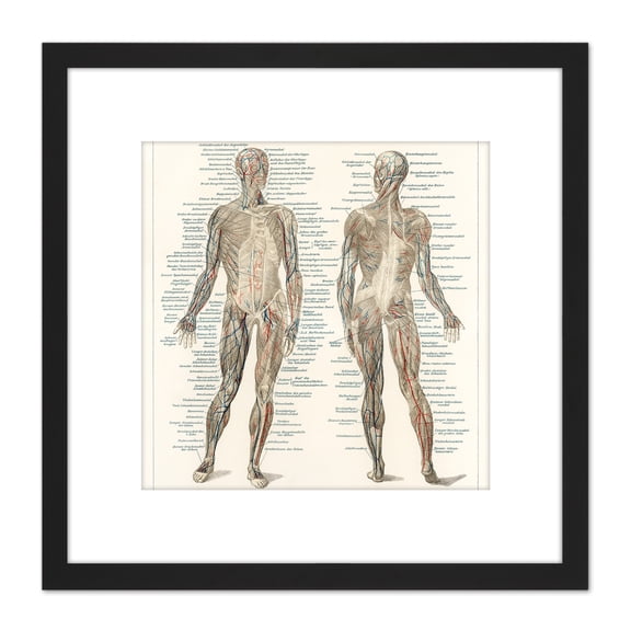Meyers Konversations Lexikon 1894 Human Muscles Diagram 8X8 Inch Square Wooden Framed Wall Art Print Picture with Mount