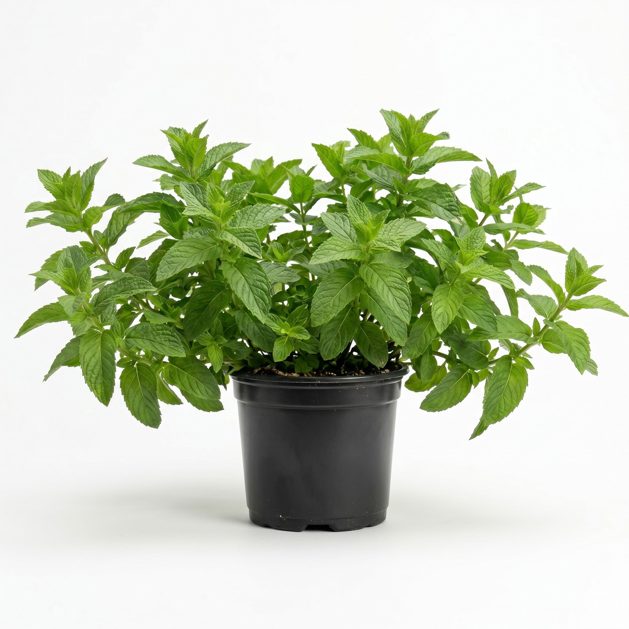 Mi Sueno Hierba Buena (Mentha Spicata), 5 in. Pot, Live Herb Plant