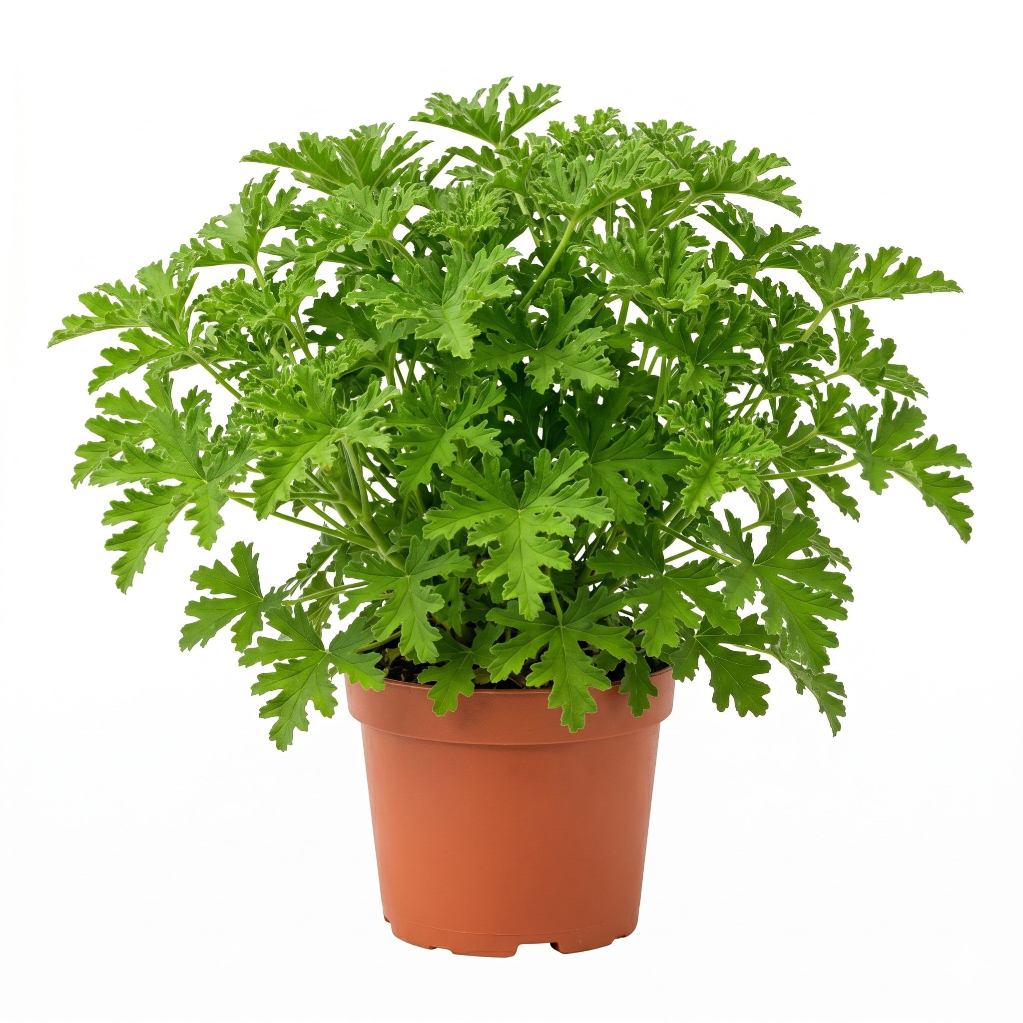 Mi Sueno Citronella Plant (Pelargonium Citrosum), 6 in. Pot, Live Aromatic Foliage Plant