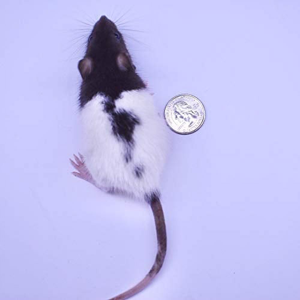 MiceDirect 15 Rat Smalls Frozen Food for Adult Ball Pythons & Red Tail
