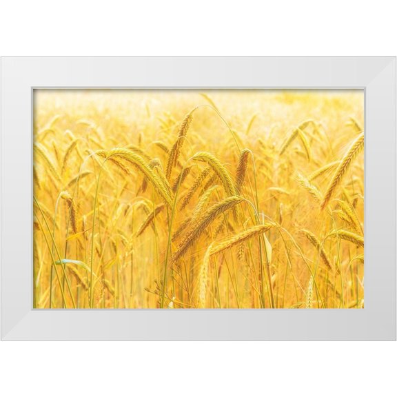 Michael 14x11 White Modern Wood Framed Museum Art Print Titled - Harvest Time