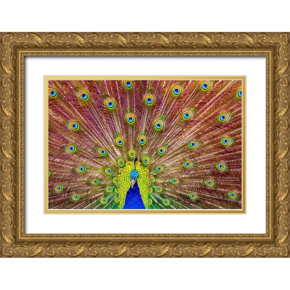 Michael 24x17 Gold Ornate Wood Framed with Double Matting Museum Art Print Titled - Peacock