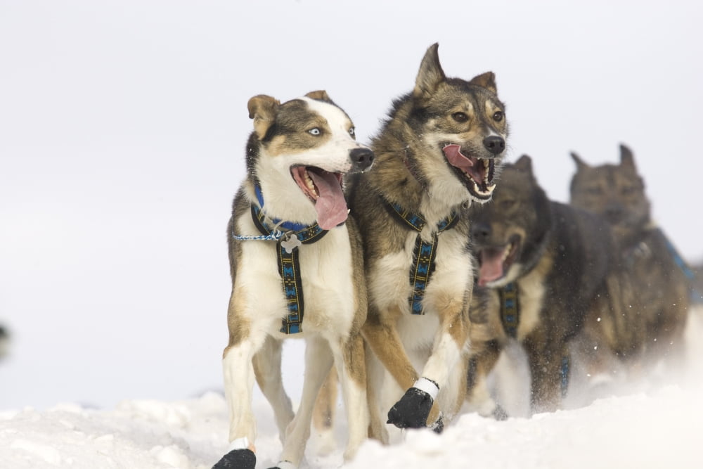 Michael Suprenants Lead Dogs Crest The Cordova HillNin Anchorage During The 2008 Iditarod Ceremonial Start Canvas Art - Jeff Schultz Design Pics (17 x 11)