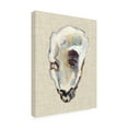 thumbnail image 1 of Trademark Fine Art Michael Willett Oyster Shell Study Iii Canvas Wall Art - 14x19, 1 of 4