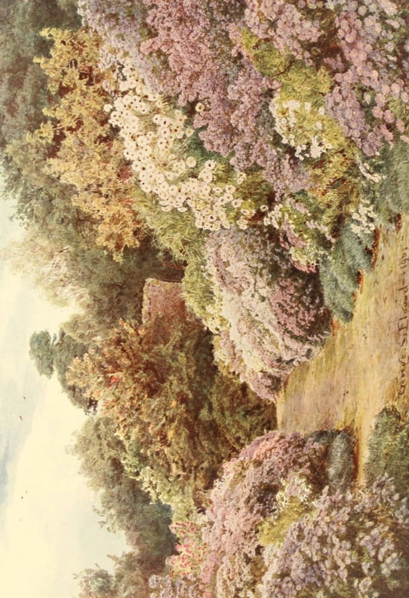 Michaelmas Daisies Canvas Art - George S Elgood (18 x 24)