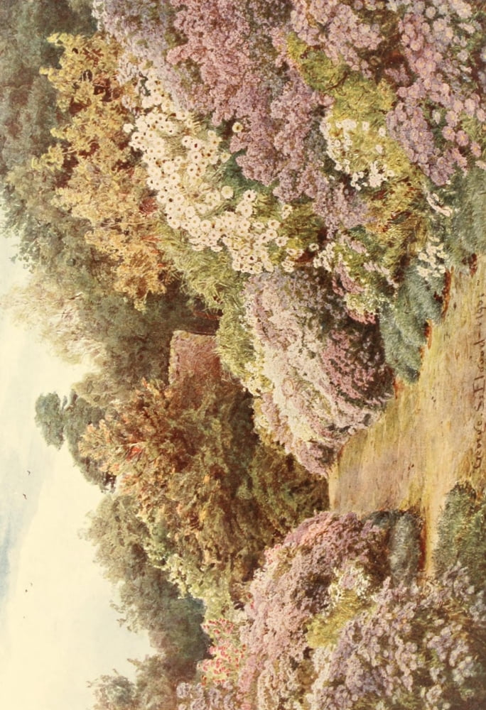 Michaelmas Daisies Canvas Art - George S Elgood (24 x 36)