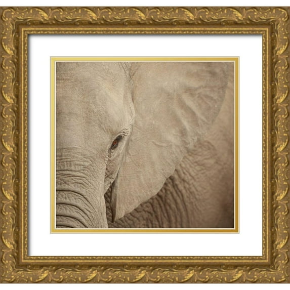Michal, Susan 13x12 Gold Ornate Wood Framed with Double Matting Museum Art Print Titled - Elephant Up Close