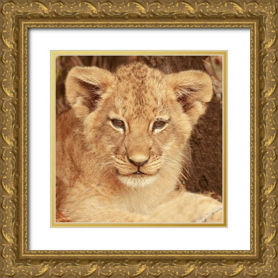 Michal, Susan 20x20 Gold Ornate Wood Framed with Double Matting Museum Art Print Titled - Lion Cub
