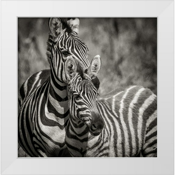 Michal, Susan 20x20 White Modern Wood Framed Museum Art Print Titled - Zebra Pair