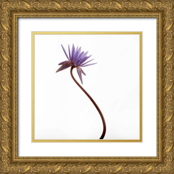 Michal, Susan 26x26 Gold Ornate Wood Framed with Double Matting Museum Art Print Titled - Water Lily