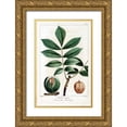 thumbnail image 1 of Michaux, Francois A. 10x14 Gold Ornate Wood Framed with Double Matting Museum Art Print Titled - Hickory Nut, 1 of 4