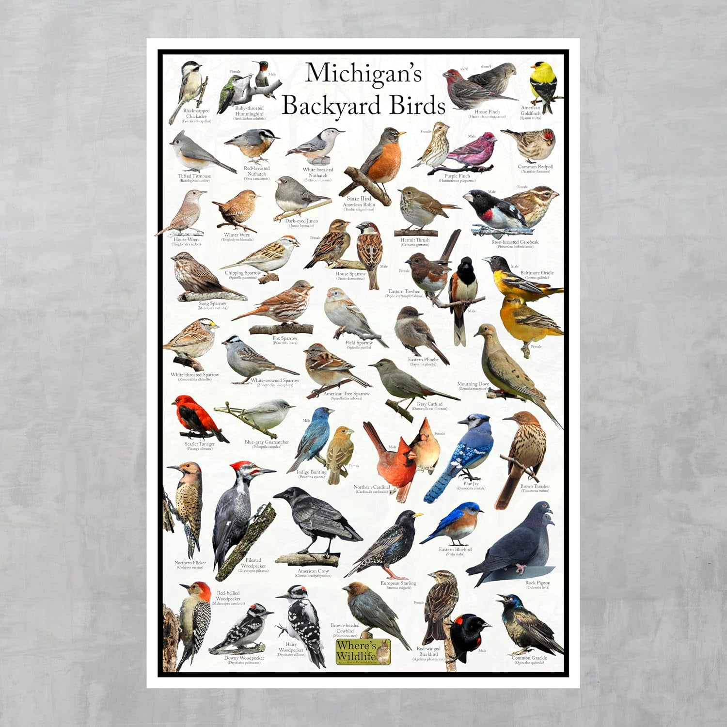 Michigan's Backyard Birds Poster - Michigan Bird Chart Highlighting ...