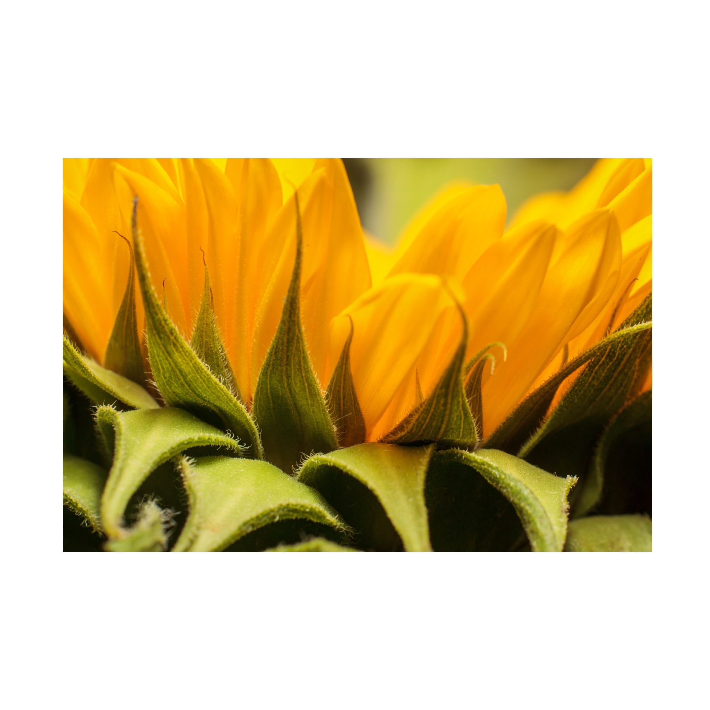 Mick Agterberg 'Close Up Details Of A Helianthus' Canvas Art