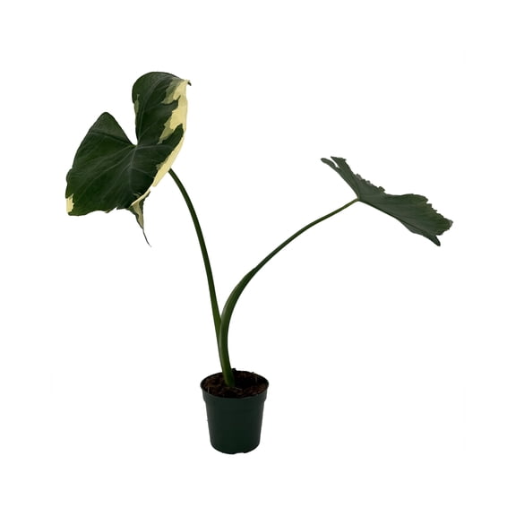 Mickey Mouse Upright Elephant Ear - Alocasia Xanthosoma  - 4" Pot