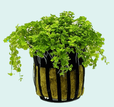 Micranthemum Monte Carlo Live Aquarium Plant – Easy Carpet Foreground Plant for Aquascaping, Freshwater Fish Tank Plant