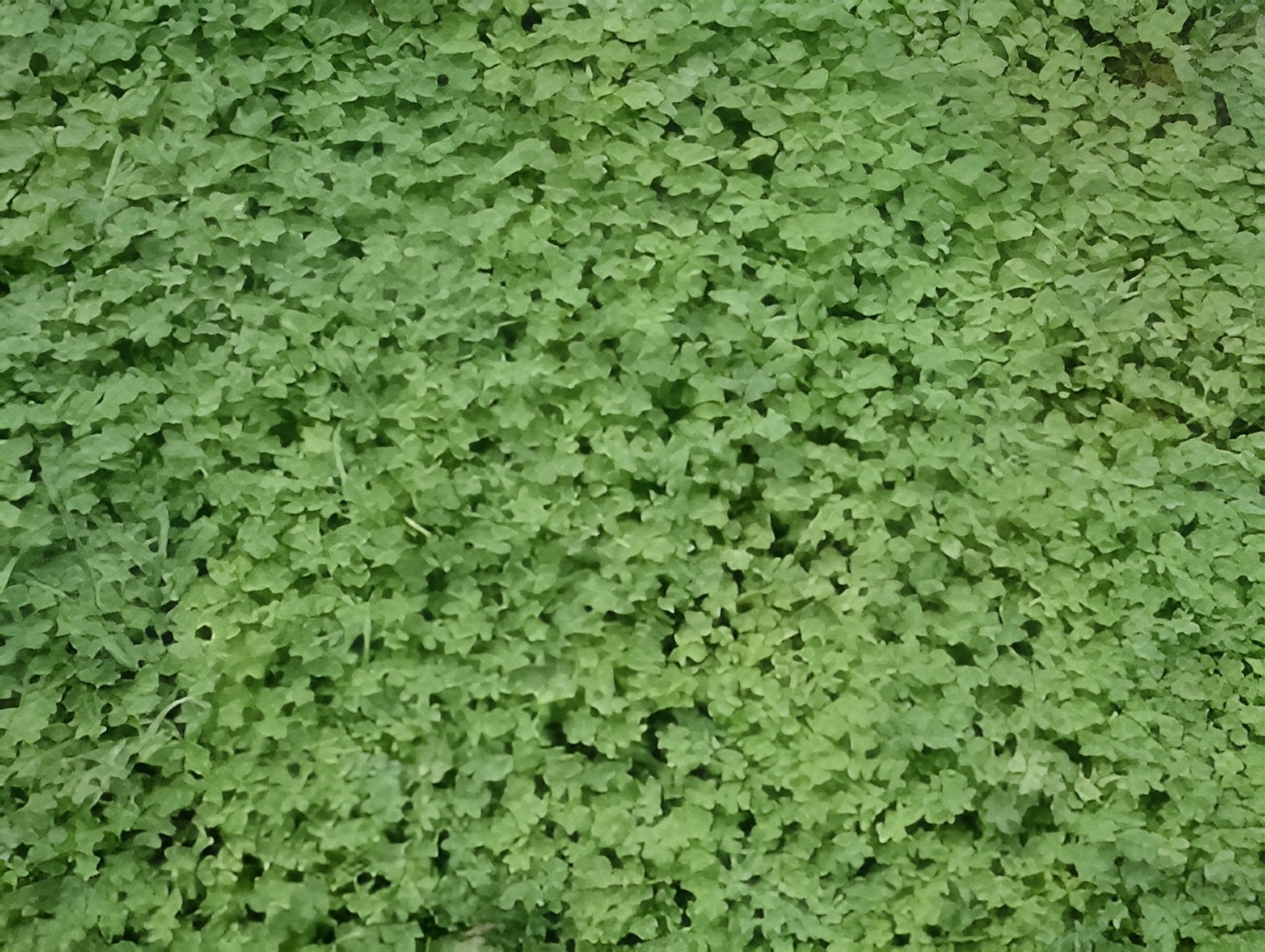 Micro Clover Seed - 1 Lb.