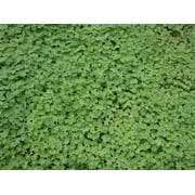 Micro Clover Seed - 1 Lb.