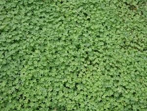 Pennington Micro Clover Grass Seeds, 20 lbs - Low Maintenance