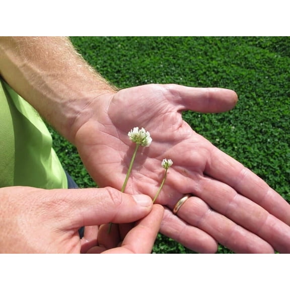 Micro Clover Seed (Mini Clover) - 1 lb - Covers 1,000 Sq Ft