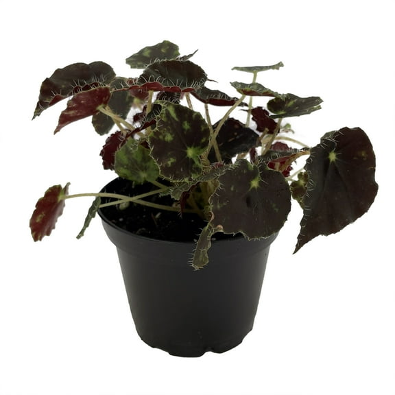 Micro Mo Begonia Plant - 2.5" Pot - Small Leaves - Collector's Series
