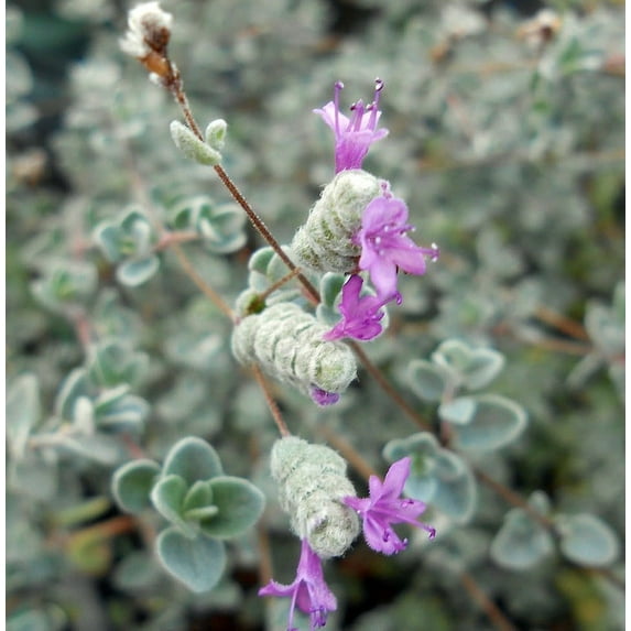Micro Silver Oregano - Edible Herb - 2.5" Pot -Terrarium/Fairy Garden/Houseplant