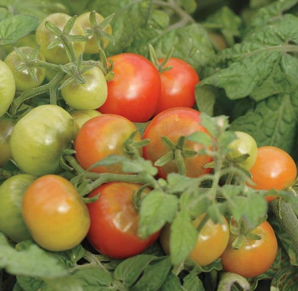 Sherwood's Seeds Micro Dwarf Tomato Plant Seeds, Heirloom