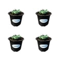 thumbnail image 1 of MicroStarts Live Artichoke Agave - 4 Succulent Plants in 4 inch pots, 1 of 4