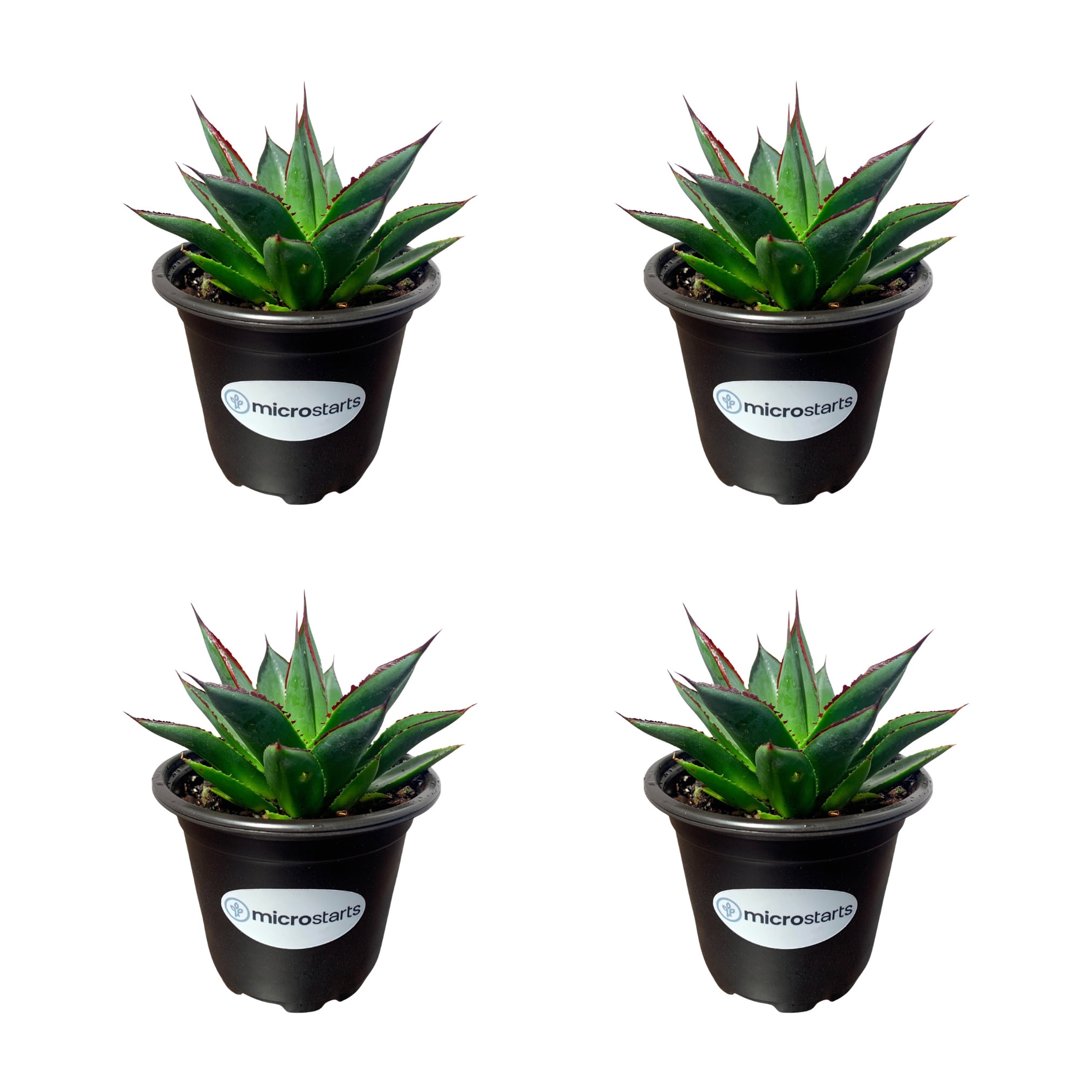 MicroStarts Live Blue Glow Agave - 4 Succulent Plants in 4 inch pots