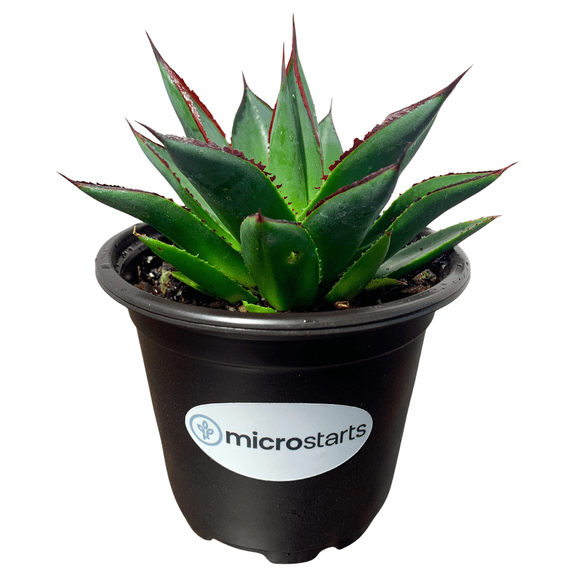 MicroStarts Live Blue Glow Agave Succulent Plant - 1 Plant in 4 inch pot