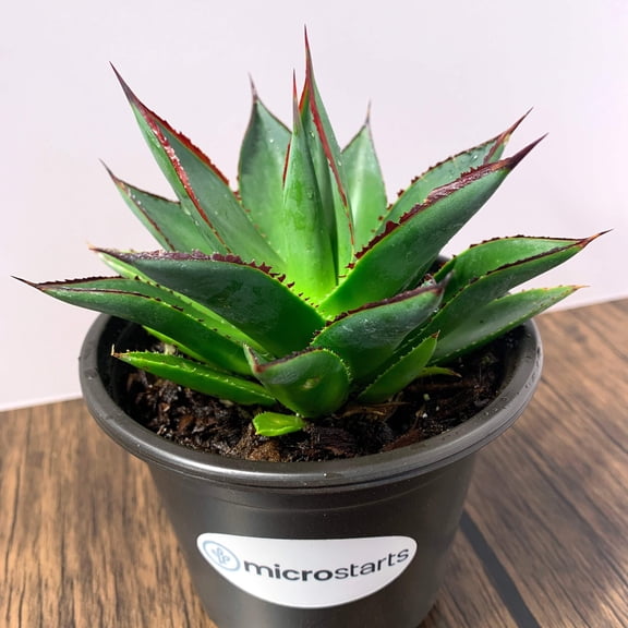 MicroStarts Live Blue Glow Agave Succulent Plant in 4 inch pot (1 count)
