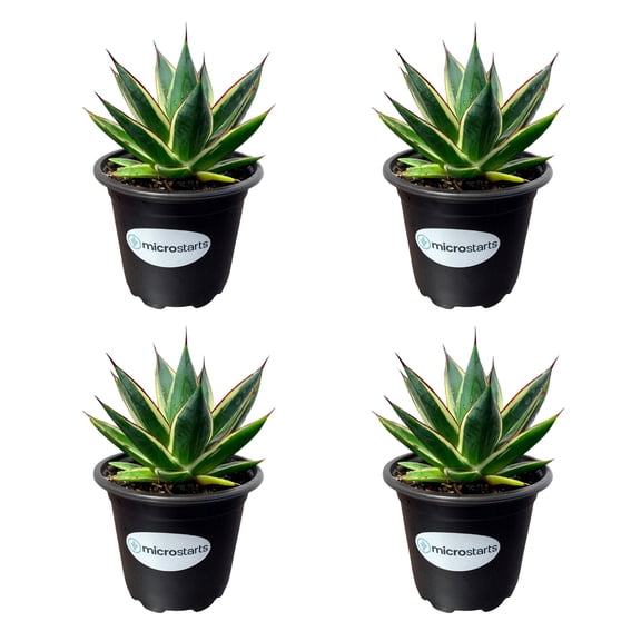 MicroStarts Live California Glow Agave - 4 Succulent Plants in 4 inch pots