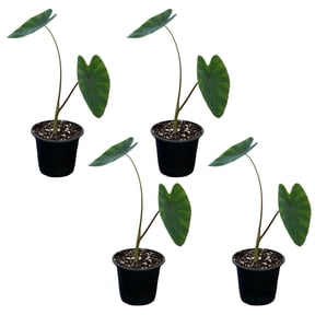 MicroStarts Live Colocasia Black Ruffles Plant - 4 Plants in 4 inch pots