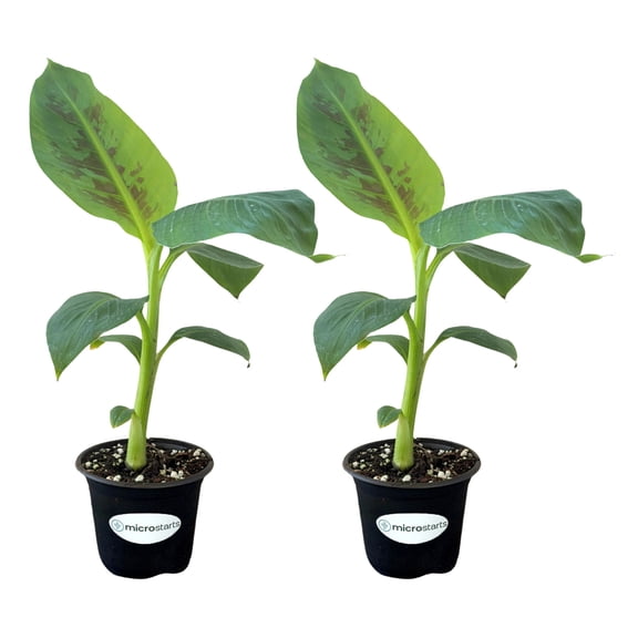 MicroStarts Live Dwarf Cavendish Banana - 2 Trees in 4 inch Pots