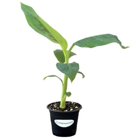 MicroStarts Live Dwarf Cavendish Banana Fruit Tree - 1 Plant in 4 inch pot