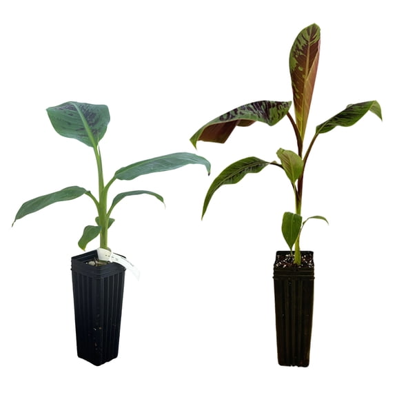 MicroStarts Live Dwarf Cavendish & Zebrina Banana - 2 Trees in Nursery Pots