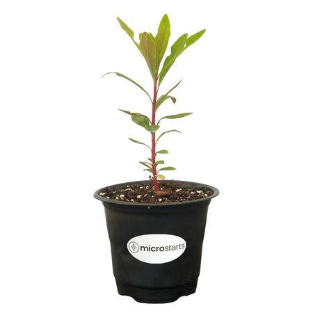 MicroStarts Live Euphorbia Tiny Tim, Dwarf Spurge Plant - 1 Plant in 4 inch pot