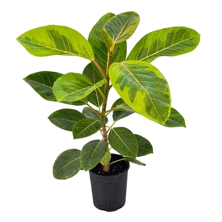 MicroStarts Live Ficus altissima Rubber Plant - 1 Ficus Plant in 1 gal pot