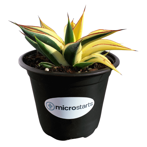 MicroStarts Live Half-Moon Agave - 1 Succulent Plants in 4 inch pot