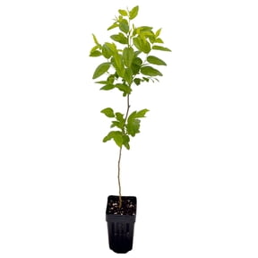 MicroStarts Live Jujube GA-866 Fruit Tree - 1 Plant in Nursery Pot