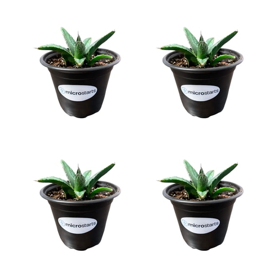 MicroStarts Live King Ferdinand Agave - 4 Succulent Plants in 4 inch pots