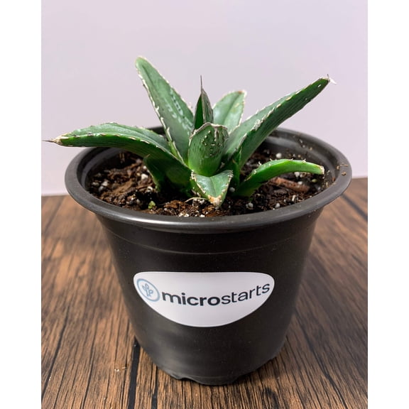 MicroStarts Live King Ferdinand Agave Succulent Plant in 4 inch pot