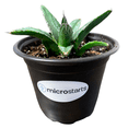 thumbnail image 1 of MicroStarts Live King Ferdinand Agave Succulent Plant in 4 inch pot, 1 of 7