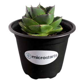 MicroStarts Live Pixie Agave - 1 Succulent Plant in 4 inch pot