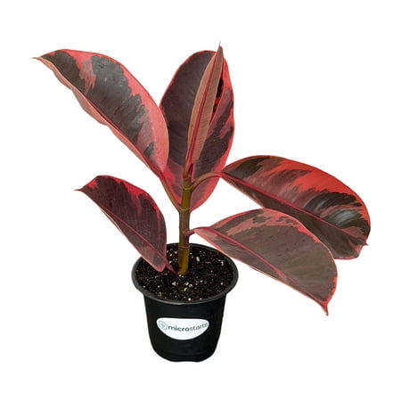 MicroStarts Live Red Ruby Rubber Plant - 1 Ficus Plant in 4 inch pot