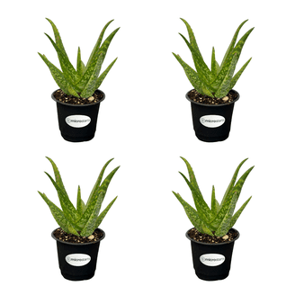 Barbados Aloe Live Plants