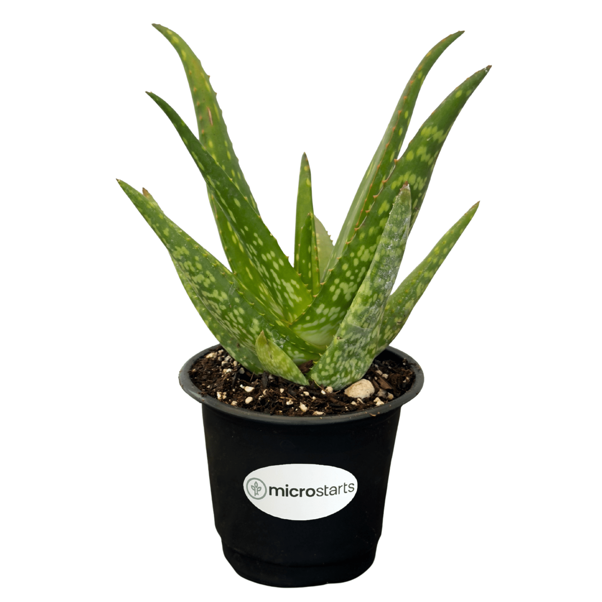 kopfkissen 40x80 aloe vera Aloe Vera Viscokissen 40x80cm – Ergonomisches Kissen für entspannten S main image 0