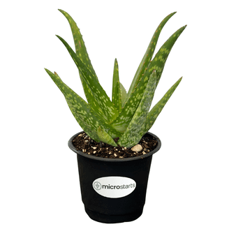 Barbados Aloe Live Plants