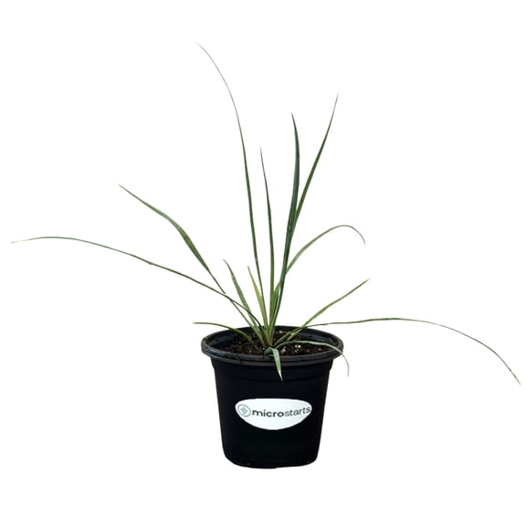 MicroStarts Live Sapphire Skies Yucca - 1 Plant in 4 inch pot
