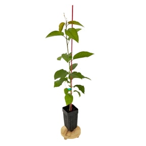 MicroStarts Live Sweetheart Cherry Fruit Tree - 1 Plant in Nursery Pot